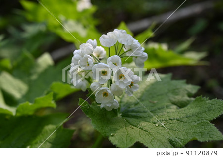 サンカヨウ　高山植物 91120879