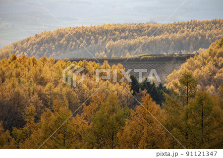 カラマツの紅葉 91121347