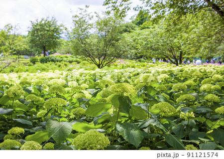 相模原北公園のあじさい風景 相模原北公園のあじさい風景 91121574