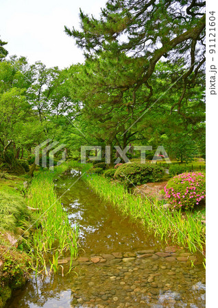 兼六園 曲水 カキツバタとツツジ 金沢市 兼六園 曲水 カキツバタとツツジ 金沢市 91121604