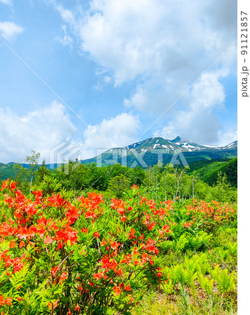 初夏の乗鞍高原(レンゲツツジと乗鞍岳) 初夏の乗鞍高原(レンゲツツジと乗鞍岳) 91121857
