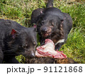 タスマニアデビル　肉を食べる 91121868