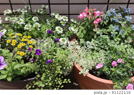 玄関前の花寄せ植え 91122110