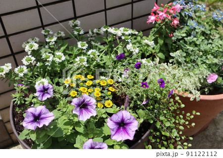 玄関前の花寄せ植え 玄関前の花寄せ植え 91122112