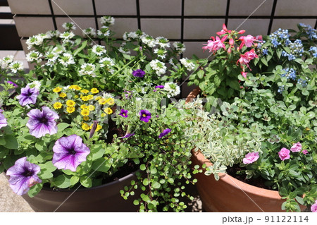 玄関前の花寄せ植え 玄関前の花寄せ植え 91122114