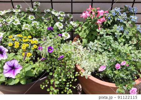 玄関前の花寄せ植え 玄関前の花寄せ植え 91122115