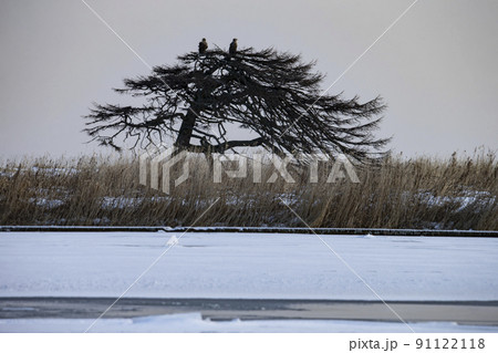 一本松 一本松 91122118