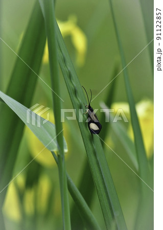 軽井沢等の初夏の高原の湿地で見られる、清流を好むヨツメトビケラ 軽井沢等の初夏の高原の湿地で見られる、清流を好むヨツメトビケラ 91122857