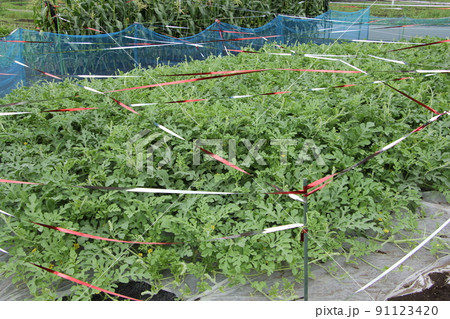鳥よけテープ　スイカの栽培 91123420