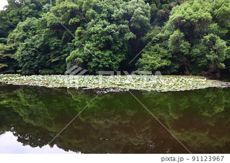 明治神宮御苑の南池に咲く白い睡蓮の花と池に映る樹影の風景 明治神宮御苑の南池に咲く白い睡蓮の花と池に映る樹影の風景 91123967