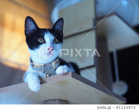 Portraits photo of a lovely cute young sweet crossbreed kitty white and black home cat portraits relaxing in a bedroom with blur indoor environment background. 91123973