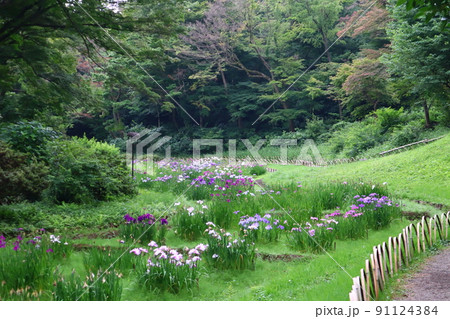 明治神宮御苑の花菖蒲田の初夏の風景 91124384