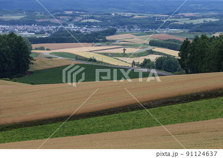 麦畑の大地 91124637