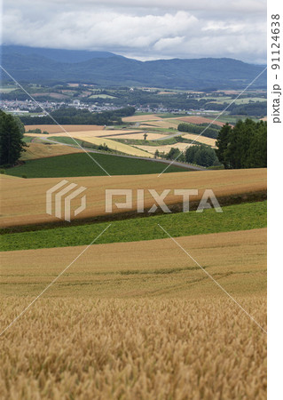 麦畑の大地 麦畑の大地 91124638