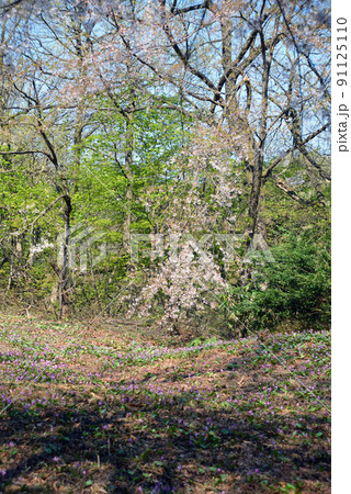 【新潟県妙高市】観音平古墳群のカタクリの群生地 妙高 斐太歴史の里 【新潟県妙高市】観音平古墳群のカタクリの群生地 妙高 斐太歴史の里 91125110