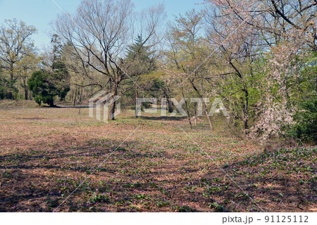 【新潟県妙高市】観音平古墳群のカタクリの群生地　妙高　斐太歴史の里 91125112