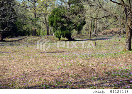 【新潟県妙高市】観音平古墳群のカタクリの群生地　妙高　斐太歴史の里 91125113