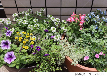 玄関前の花寄せ植え 玄関前の花寄せ植え 91126592