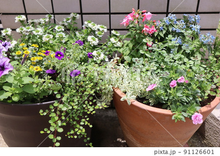 玄関前の花寄せ植え 玄関前の花寄せ植え 91126601