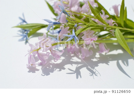 パステルカラーのシラーとチョウジソウの花束 パステルカラーのシラーとチョウジソウの花束 91126650