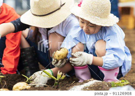 ジャガイモ掘りをする子供たち 91126908