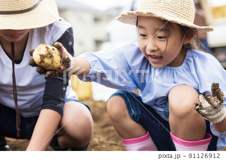 ジャガイモ掘りをする子供たち 91126912
