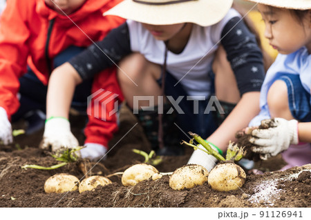 ジャガイモ掘りをする子供たち 91126941
