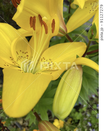 春に咲くタイガーリリー 91127279