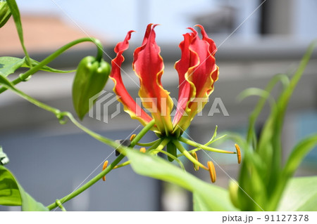 グロリオサ　花　ガーデニング 91127378