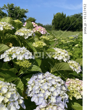 梅雨のあじさい 梅雨のあじさい 91127452