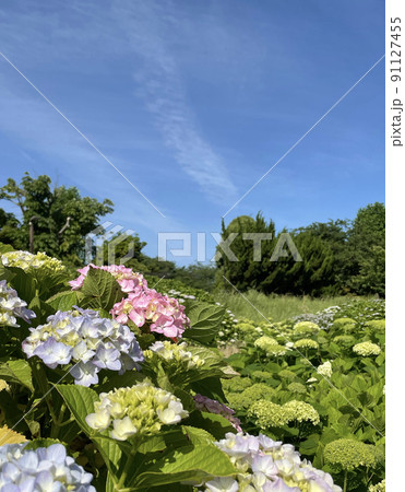 梅雨のあじさい 梅雨のあじさい 91127455