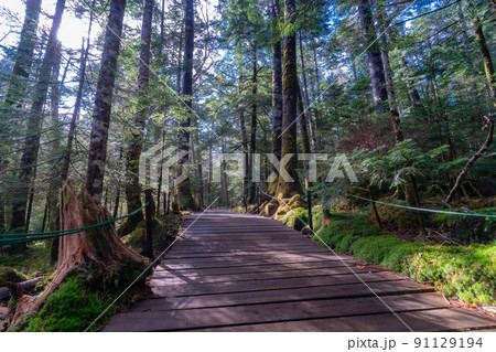 新緑の白駒の森と木道【長野県】 91129194