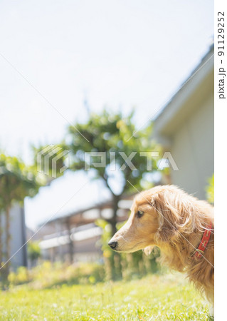 ミニチュアダックスフンドの介護老犬散歩 91129252