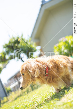 ミニチュアダックスフンドの介護老犬散歩 ミニチュアダックスフンドの介護老犬散歩 91129254