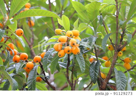 収穫期を迎えた枇杷（ビワ）の実 91129273