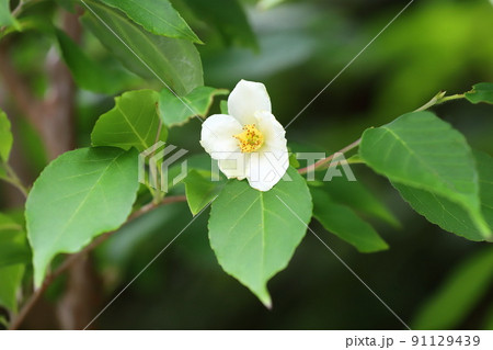 可憐な姫沙羅(ヒメシャラ)の花 可憐な姫沙羅(ヒメシャラ)の花 91129439