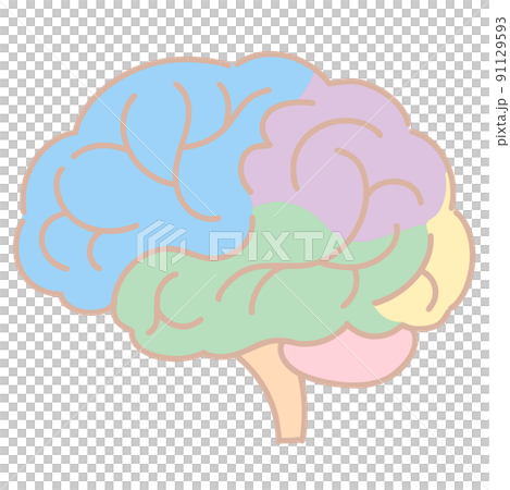 Cross-sectional view of the brain color-coded for each part 91129593