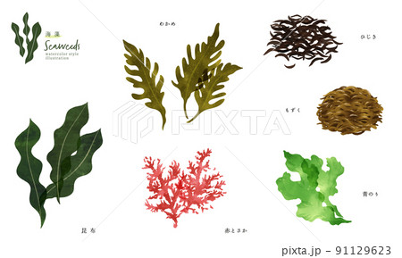 いろいろな海藻の手描きイラスト 91129623