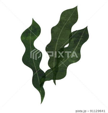 昆布の手描きイラスト 昆布の手描きイラスト 91129641
