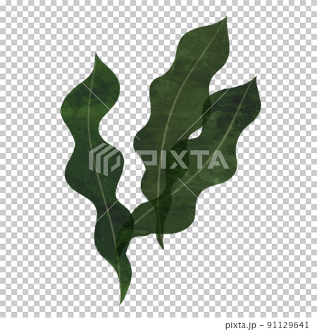 昆布の手描きイラスト 昆布の手描きイラスト 91129641