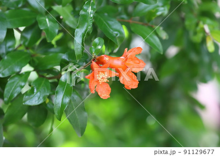 オレンジ色のザクロの花 オレンジ色のザクロの花 91129677
