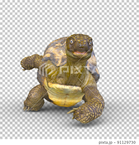 Tortoise 91129730