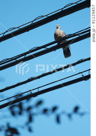 たくさんの電線に止まる一羽の鳩 91129857