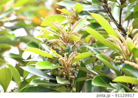 花と実をつけた馬刀葉椎（マテバシイ） 91129917