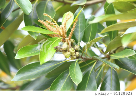 花と実をつけた馬刀葉椎（マテバシイ） 91129923