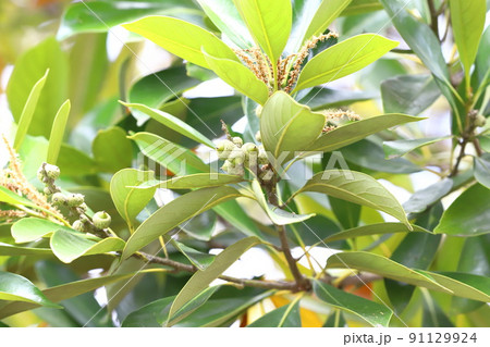 花と実をつけた馬刀葉椎(マテバシイ) 花と実をつけた馬刀葉椎(マテバシイ) 91129924