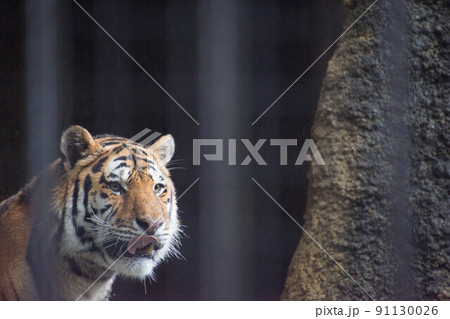 アムールトラ 91130026