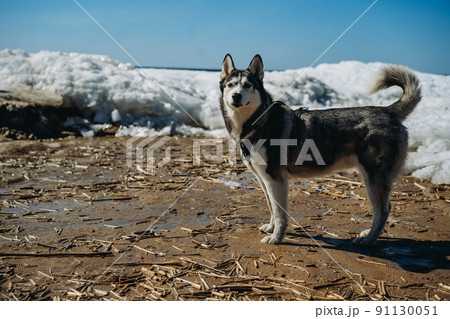 big husky dog on snowy beach of finland gulf. Protection of animals concept. Saint-petersburg, Russia big husky dog on snowy beach of finland gulf. Protection of animals concept. Saint-petersburg, Russia 91130051