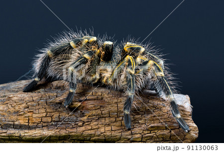 Grammostola Pulchripes tarantula Chaco Golden Stock Photo