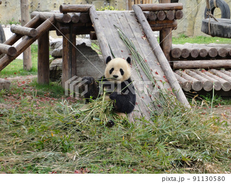 笹を食べるヤーアオ 91130580